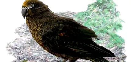 akkora