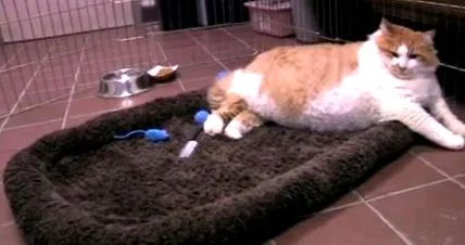 gras garfield
