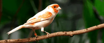 отглеждане