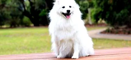 spitz