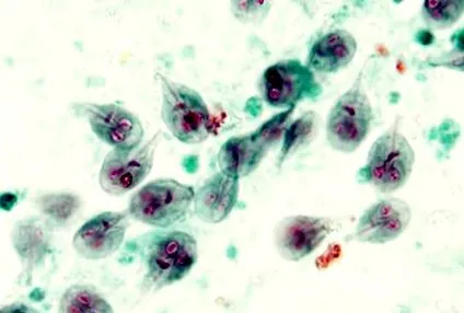 szövettani giardia