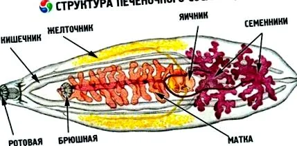 gyulladás