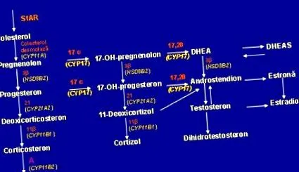 adrenogenitalis 21-hidroxiláz