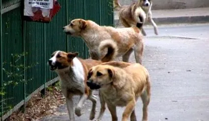 rabies