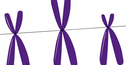genetikai állapota