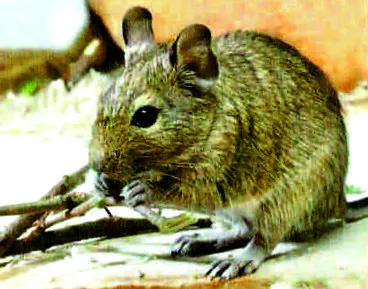 degu