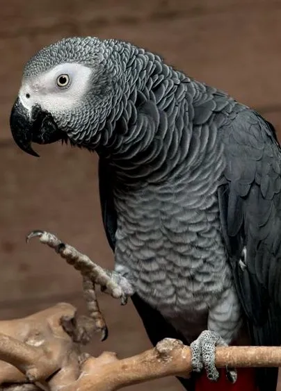 egyben papagájok