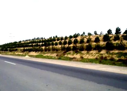 planteaza