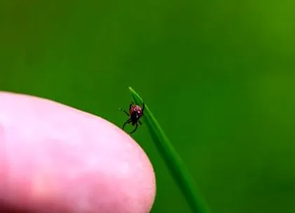 infectat verifică-te