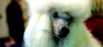 куче