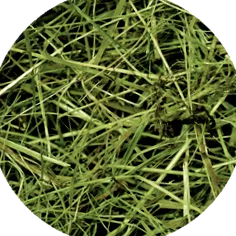 rabbitweed animalelor companie