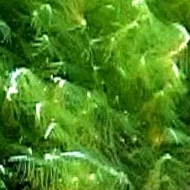 revitazellen spirulina