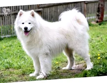Samoyed este albă cremoasă