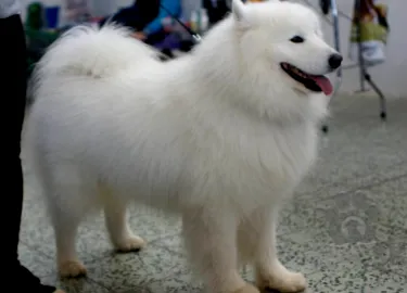 samojed