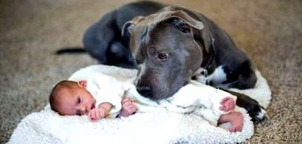 pitbull
