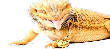 schistocerca