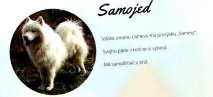 samoyed saba