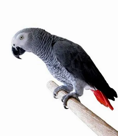 tatryvet tatryvet