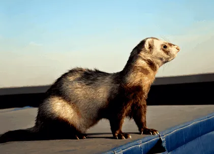 dihorilor