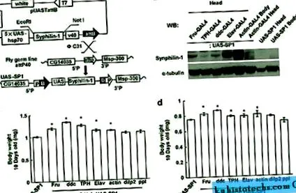 synphilin-1 synphilin-1