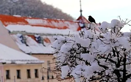 zăpada acoperiș