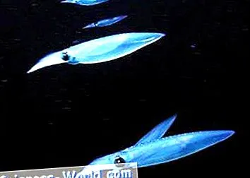 spune krill