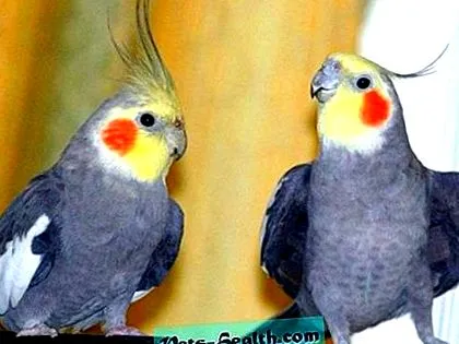 papagájt papagájt