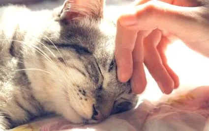 животни