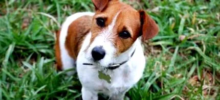 terrier