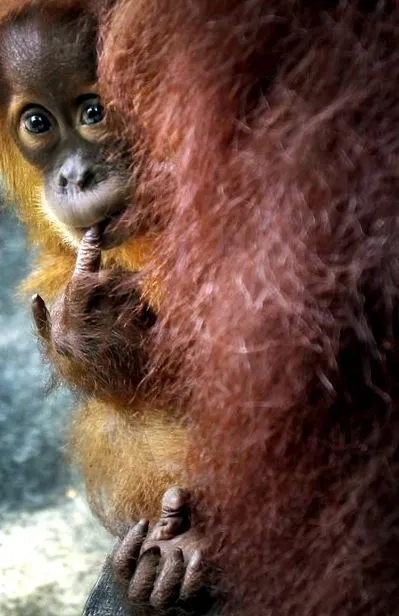 orangután orangután