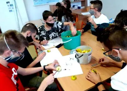 semințe mere