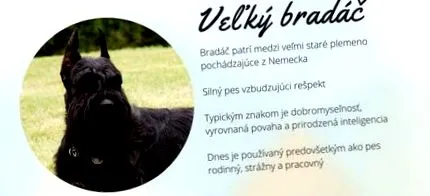 bradáč schnauzer