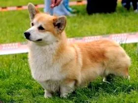 corgi