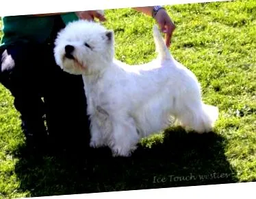 white terrier