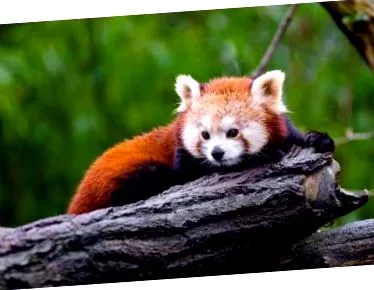 panda roșu