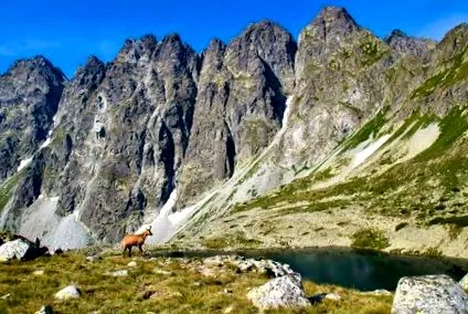 către
