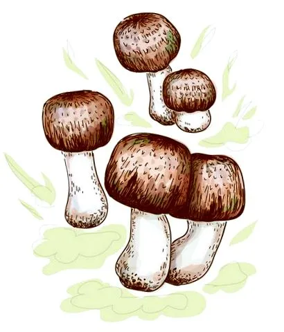 agaricus