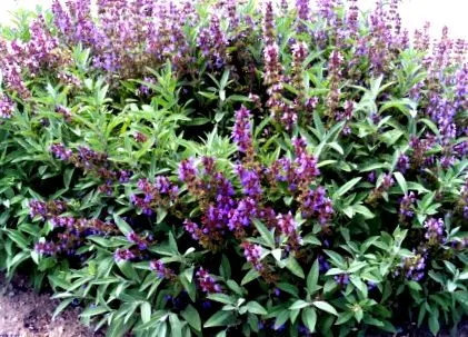salvia