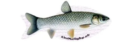 ctenopharyngodon idella