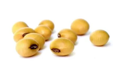 géntechnológiával módosított
