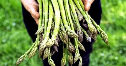 anyagokban antioxidánsokban