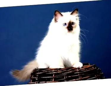 котка