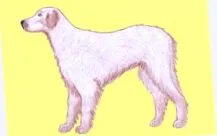 Collie Rough