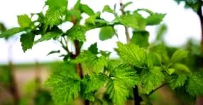 ierburi inflamația