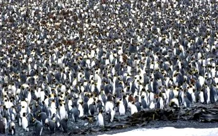 antarctica