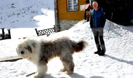 goral