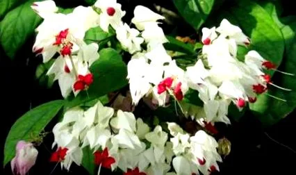 clerodendrum clerodendrum