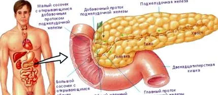 pancreas