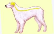епилепсия