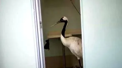 macara macara